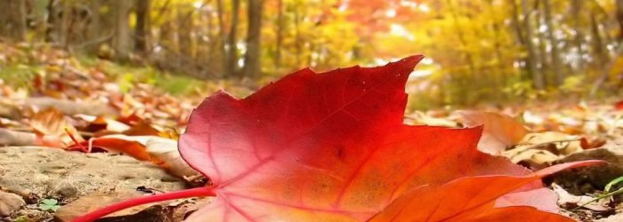 Rubrica di Venerdì 27 Settembre 2019