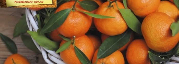 Della frutta, verdura e del pesce da mettere in tavola nel mese di dicembre e di qualche altra curiosità