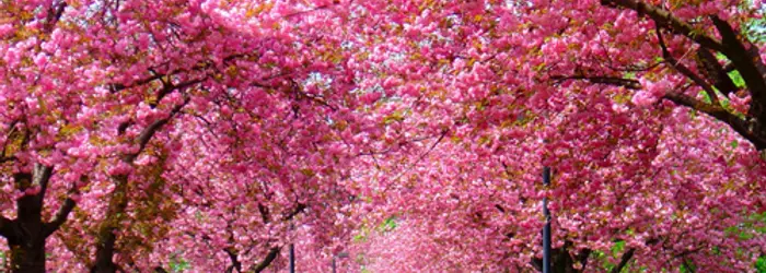 La Rubrica del Venerdì