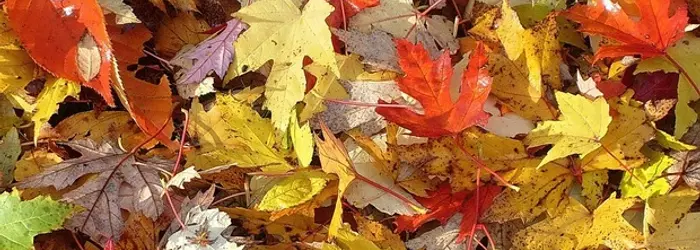 Rubrica del Venerdì 23-10-2020