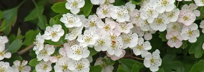 La Rubrica del Venerdì