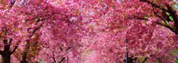 Dei comportamenti alimentari da mettere in atto con l’arrivo della primavera e di qualche altra curiosità, di questo tratteremo nella Rubrica di Venerdì 23 Marzo.