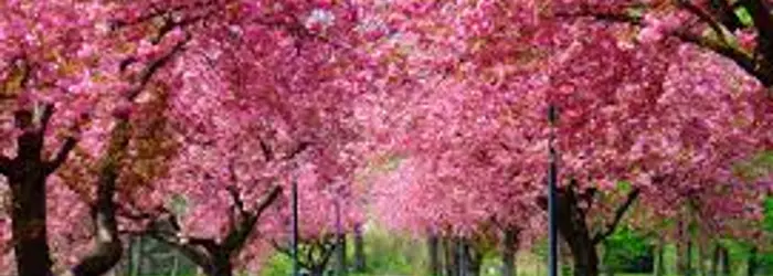 Dei comportamenti alimentari da mettere in atto con l’arrivo della primavera e di qualche altra curiosità, di questo tratteremo nella Rubrica di Venerdì 23 Marzo.