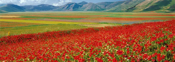 Rubrica del Venerdì