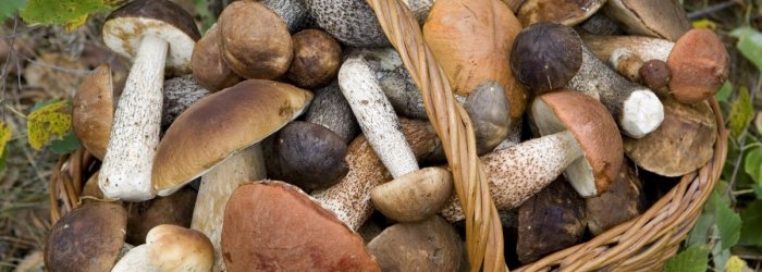Delle qualità salutari dei funghi che si possono mangiare e di qualche altra curiosità, di questo tratteremo nella Rubrica di venerdì 17 Novembre.