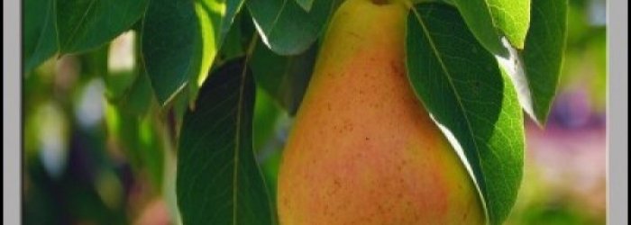IL FRUTTO DEL MESE DI OTTOBRE: LA PERA