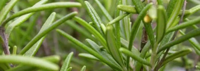 VERDURE DEL MESE DI LUGLIO: ROSMARINO E FIORI DI ROSMARINO