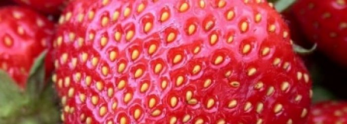 IL FRUTTO DEL MESE: FRAGOLA