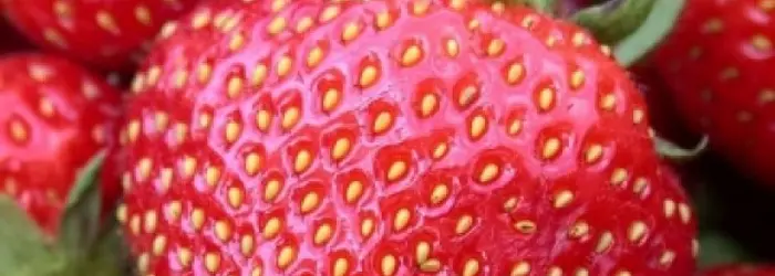 IL FRUTTO DEL MESE: FRAGOLA