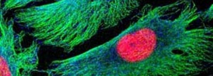 LE CELLULE DI UOMINI E DONNE SONO DIVERSE