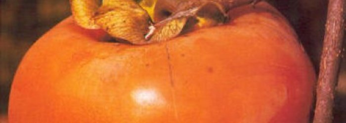 IL FRUTTO DEL MESE DI NOVEMBRE: IL CACO