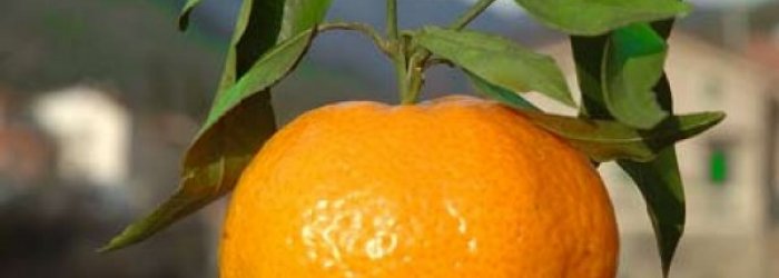 ALIMENTI DEL MESE DI NOVEMBRE