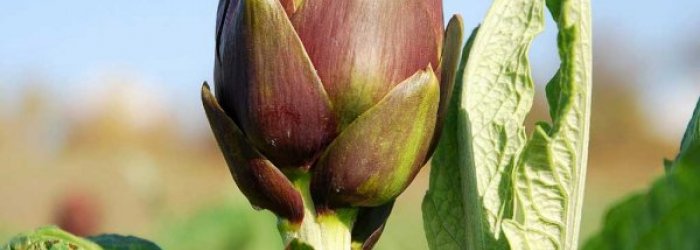 LA SCHEDA DEL MESE