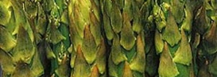 LA SCHEDA DEL MESE: ASPARAGI