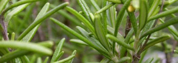 VERDURE DEL MESE DI LUGLIO: ROSMARINO E FIORI DI ROSMARINO