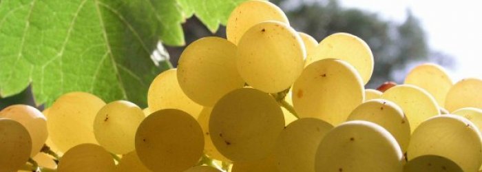 IL FRUTTO DEL MESE DI SETTEMBRE: L'UVA