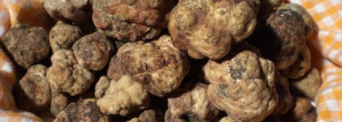 A TAVOLA CON SUA MAESTA' IL TARTUFO