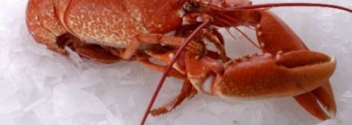 ALIMENTI DEL MESE DI DICEMBRE