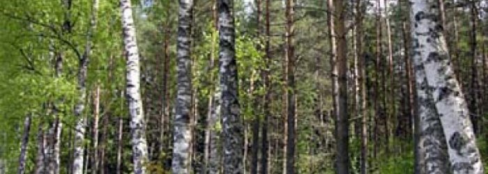 RINITI ALLERGICHE INVERNALI
