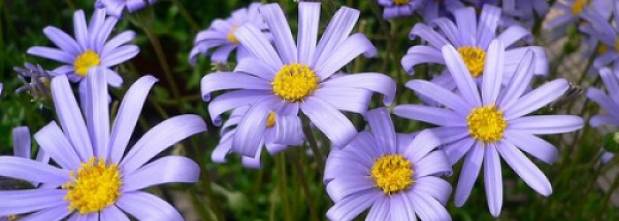RINITI ALLERGICHE PRIMAVERILI-ESTIVE