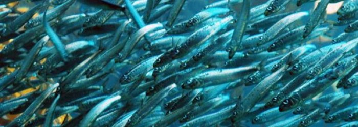 AZZURRO COME IL MARE