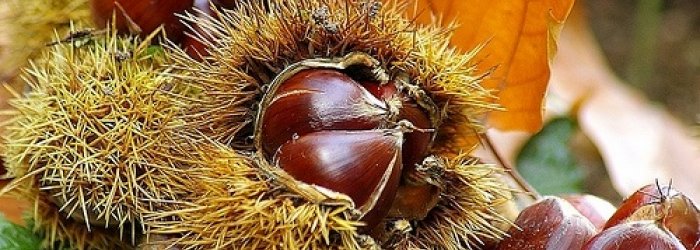 Arriva il freddo, e con lui le prime malattie di stagione (raffreddori, influenza, abbassamenti di voce, mal di gola)