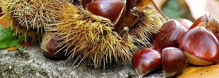 Arriva il freddo, e con lui le prime malattie di stagione (raffreddori, influenza, abbassamenti di voce, mal di gola)