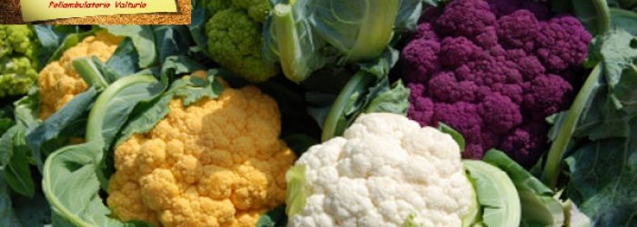 Arrivano i Cavolfiori non Dimenticateli e altre curiosità!