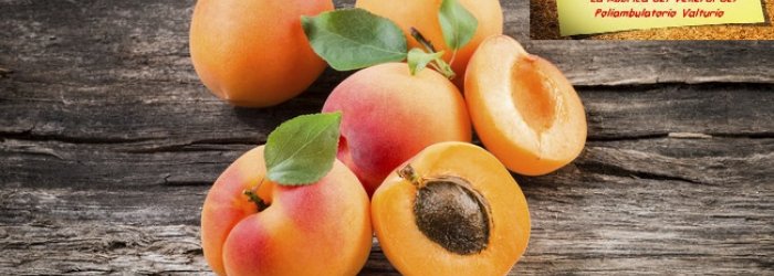 E' il mese delle albicocche, belle, gialle, salutari, delle loro proprietà e di qualche altra curiosità