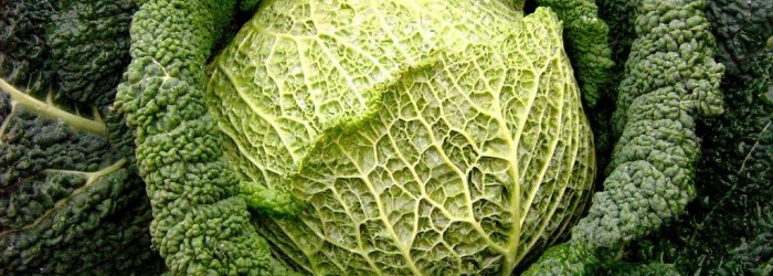 Arriva l'inverno, il freddo si fa pungente ed allora cerchiamo di conoscere un ortaggio amico della nostra salute il cavolo verza