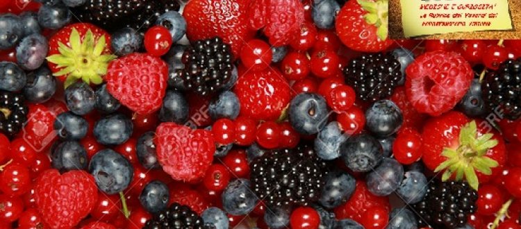 Lamponi, mirtilli, ribes, fragole, more,  sono pronti per arrivare sulle nostre tavole.