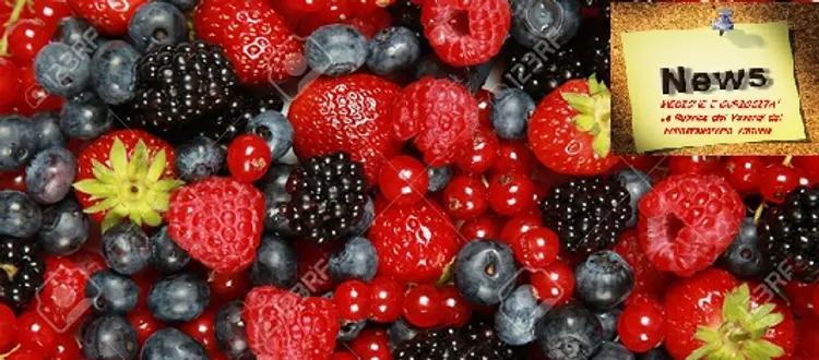 Lamponi, mirtilli, ribes, fragole, more,  sono pronti per arrivare sulle nostre tavole.