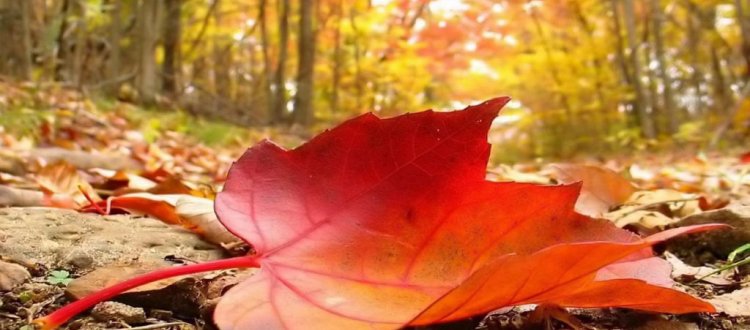 Rubrica di Venerdì 27 Settembre 2019