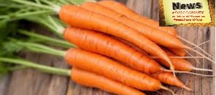 Delle magiche virtù salutari delle carote e di qualche altra curiosità di questo tratteremo nella Rubrica di Venerdì 23 Giugno.