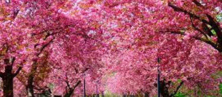 Dei comportamenti alimentari da mettere in atto con l’arrivo della primavera e di qualche altra curiosità, di questo tratteremo nella Rubrica di Venerdì 23 Marzo.