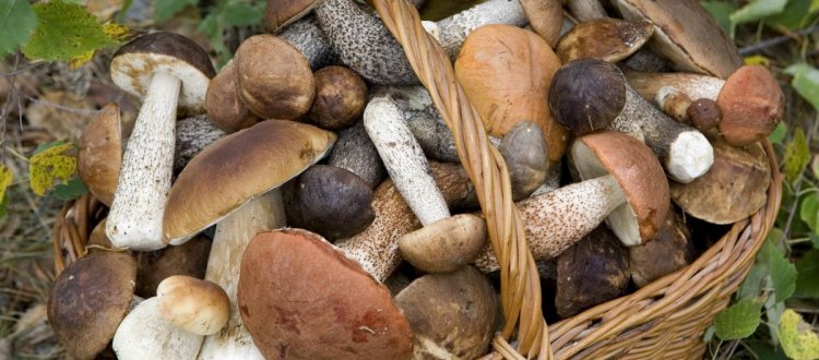Delle qualità salutari dei funghi che si possono mangiare e di qualche altra curiosità, di questo tratteremo nella Rubrica di venerdì 17 Novembre.