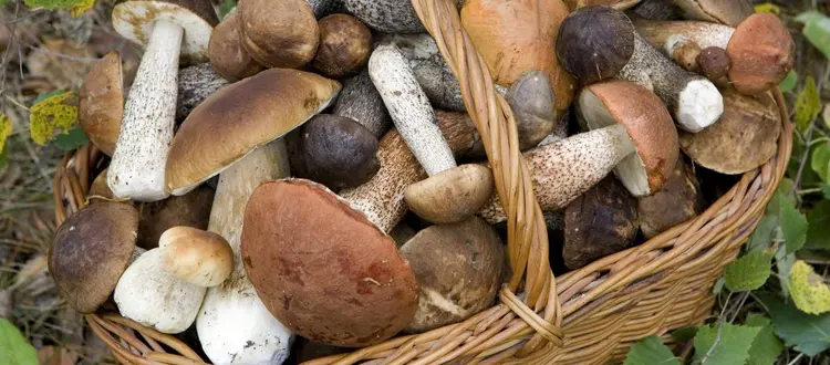 Delle qualità salutari dei funghi che si possono mangiare e di qualche altra curiosità, di questo tratteremo nella Rubrica di venerdì 17 Novembre.