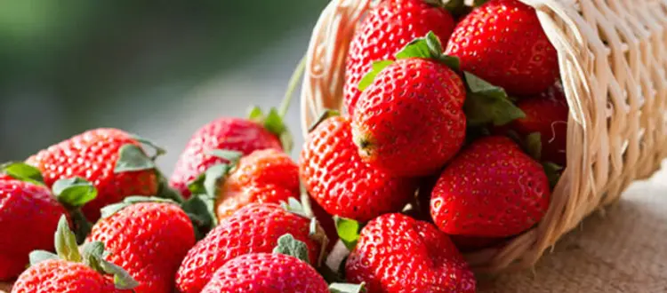 Delle proprietà salutari delle fragole e di qualche altra curiosità, di questo tratteremo nella Rubrica di Venerdì 4 Maggio.