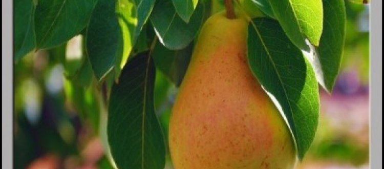 IL FRUTTO DEL MESE DI OTTOBRE: LA PERA