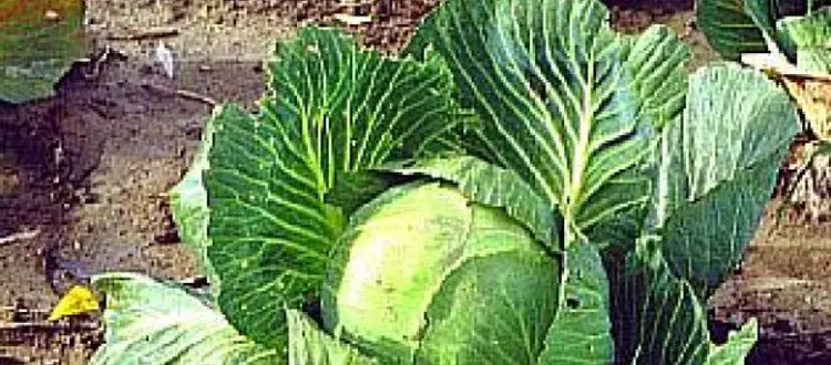 LA VERDURA DEL MESE DI OTTOBRE: IL CAVOLO
