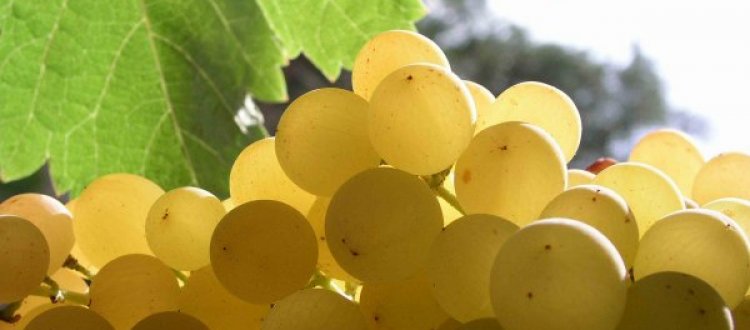 IL FRUTTO DEL MESE DI SETTEMBRE: L'UVA