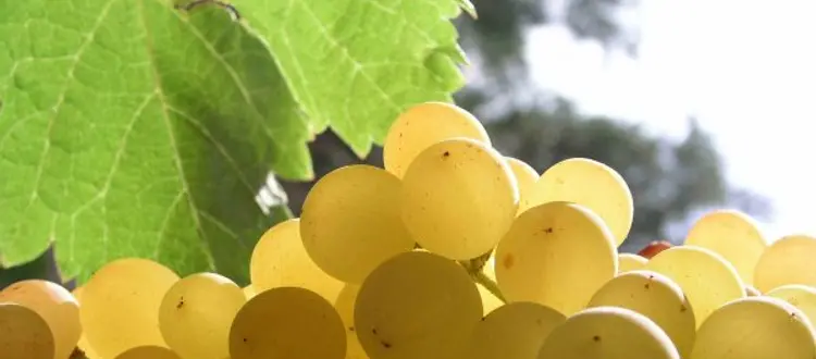 IL FRUTTO DEL MESE DI SETTEMBRE: L'UVA