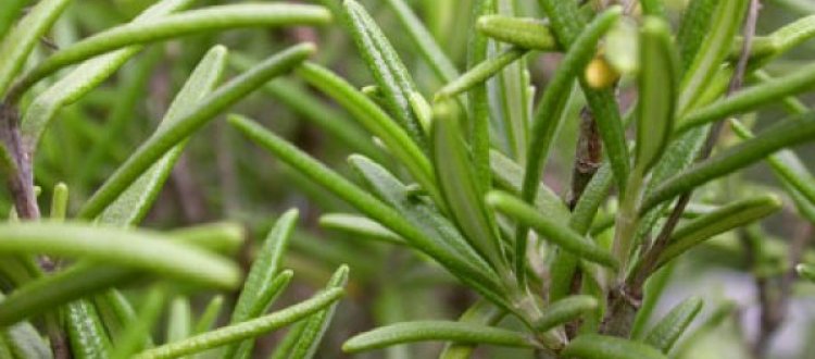 VERDURE DEL MESE DI LUGLIO: ROSMARINO E FIORI DI ROSMARINO
