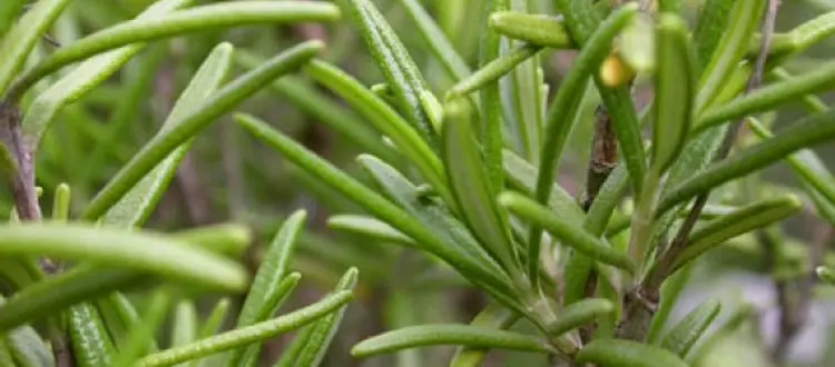 VERDURE DEL MESE DI LUGLIO: ROSMARINO E FIORI DI ROSMARINO