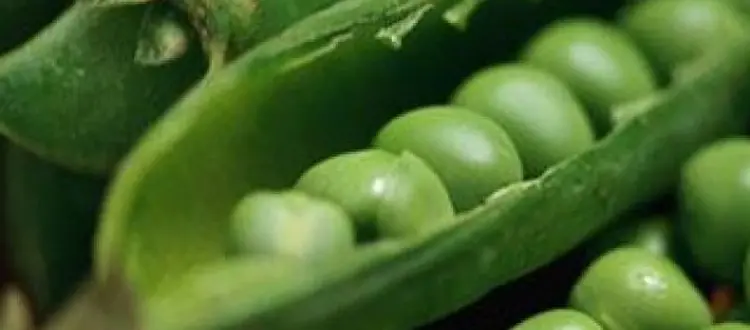 IL LEGUME DEL MESE DI GIUGNO: I PISELLI
