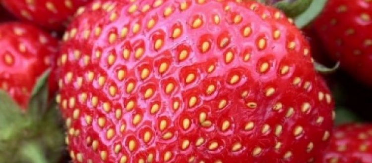 IL FRUTTO DEL MESE: FRAGOLA