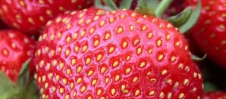 IL FRUTTO DEL MESE: FRAGOLA