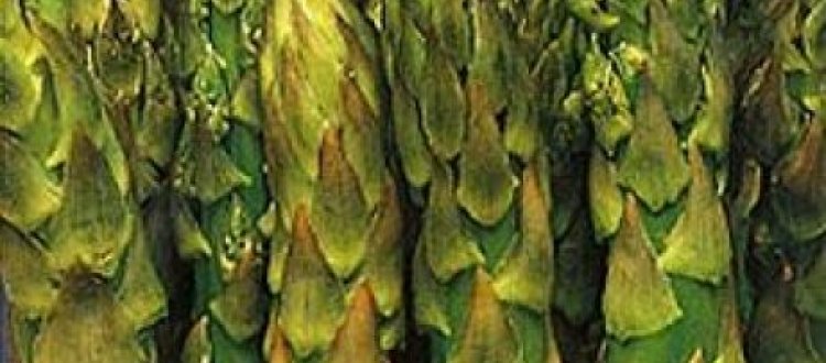 LA SCHEDA DEL MESE: ASPARAGI