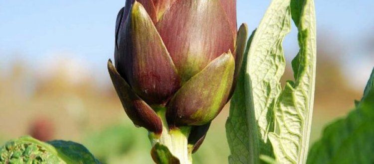 LA SCHEDA DEL MESE DI MARZO