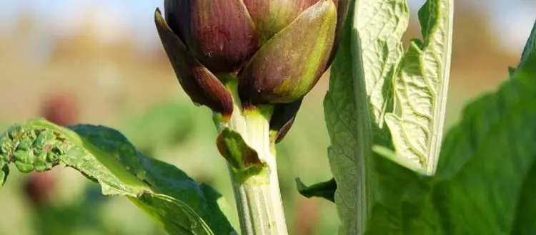 LA SCHEDA DEL MESE DI MARZO